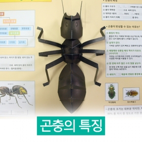 [곤충 친구들] 곤충의 특징